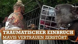 EINBRUCH im Tierheim Witten 😥 Ralf Seeger will helfen 💪🏼 | Harte Hunde