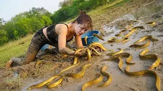 72 Hours Hunting Giant Eels in the Swamp &ndash; Harvesting Fresh River Fish for Market! | Ly Tieu Lam