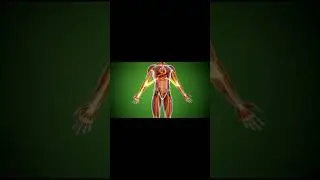How Coffee Affects Your Body | 3D Medical Anatomy Visualization