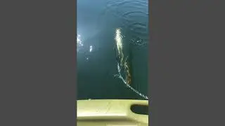 Chena Lakes-AK fishing for trout