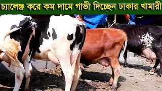 চ্যালেঞ্জ করে কম দামে গাভী দিচ্ছেন ঢাকার খামারী dairy farm