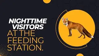 Nighttime visitors at the feeding station.