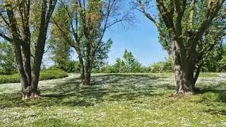 Wiese mit Blumen und inspirierender Musik