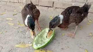 Ducks Eating Vegetables 🦆 | Funny Farm Animals | GulZoo #ducks 