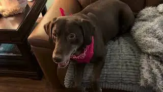 Dog annoys the tar out of me on her birthday!!!!!!!!