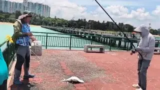 Bedok Jetty, Queenfish after Queenfish. Cable Car rig in Action