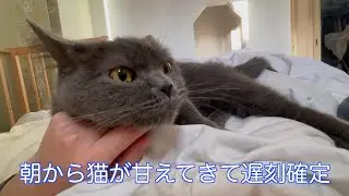 朝から猫が甘えてきて遅刻確定