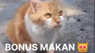 Karena Oyen Penurut, Dapet Bonus Makan Sampai Kenyang 😺🍽️