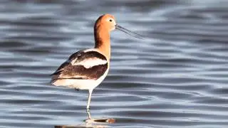 Avocet Calling