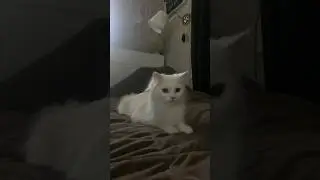 JulietPaws' Kitty Adventures! 🐱😻