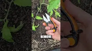 Save Your Tomato Crop from Disease!