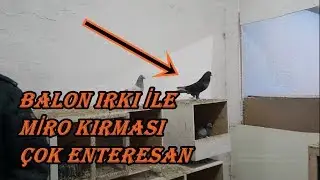 BALON IRKI İLE MİRO KIRMASI HERKESİ HAYRETE DÜŞÜRDÜ