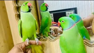 Indian Ringneck parrot video😱 # Talking parrot video # wild Ringneck parrot video #talkingparot 