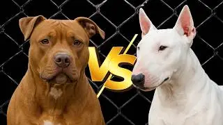 Diferen&ccedil;as incr&iacute;veis entre Pitbull e Bull Terrier!