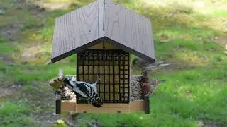 Going Green&reg; Contemporary Deluxe Ranch Feeder with Suet Feeders PC24470
