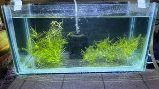 Making Tank For Polar parrot Babies Part -1 #trending #polarparrotfish #views