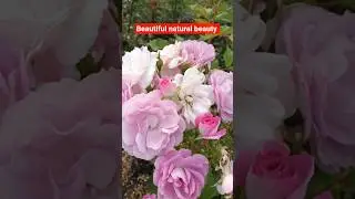 #beautifu#lbeautiful natural beauty #flowers #flowertypes #nature #tweening #hindisong