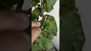 larval attack in Tomatoes#pestcontrol #maliwale