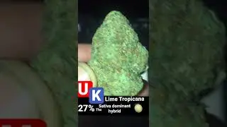 Lime Tropicana #rapperweed 🍈