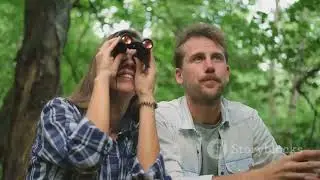 Nature's Symphony: A Journey Through the Forest 4k video #naturevideo #global