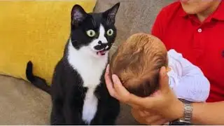 When Your Cat Realizes He&rsquo;s Not the Only Baby 😹 | Funny Animals