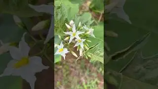 Solanum torvum, or Turkey Berry, Devil's Fig, Pea Eggplant, Platebrush, Susumber, Takokak, Bhurat