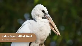 Asian Open-billed Stork  | Birding Frames | Wildlife Photography