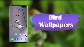 Birds Wallpapers