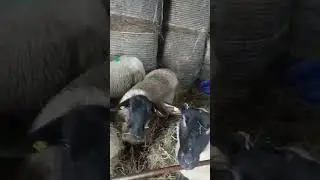 Ягнята Суффолк I Видео от клиентов