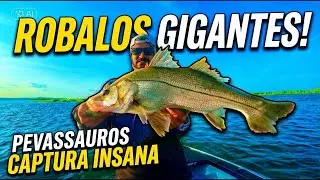 Dia &Eacute;PICO de Pescaria com Robalos Gigantes 🦖