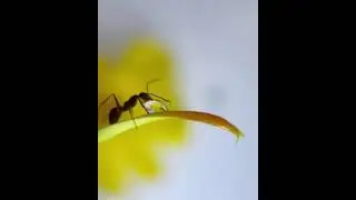 How to get close up shots of ants@amthelaldayni #photographer  #photography #photooftheday
