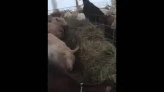 Goats. Attention please!