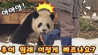 에버랜드 판다월드 😲우리 후이 가 엄청 빠르네요