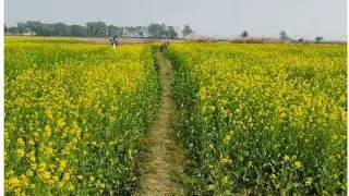 हमारा सरसों का खेत 🥰🥰 Sarson ka khet#farmerlife #farmervlog #sarsokakhet#newvlog 