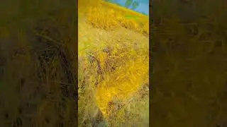 Village Life #song #balochisong #pakistan #balochonmove  #balochsinger #shahjandawoodinewsong