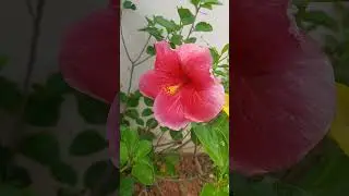 #gradening|Mairgold|hibiscus#hibiscus #naturelover #shortsfeed #ytshorts#explore
