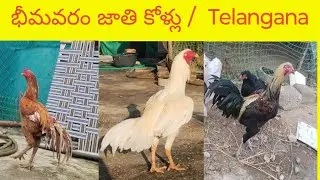 Bhimavaram jathi kollu 