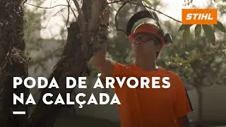 3 SITUAÇÕES para PODAR ÁRVORES NA CALÇADA e como fazer | com Sydney Brasil