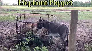Elephant Puppets donkey update