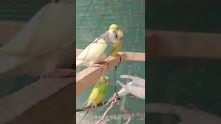 #birds #adorablechicks #chicken #birdsounds #animals #funny #kids #lovebirds #lovesigns #parrot