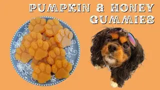 Pumpkin and Manuka Honey Gelatin Dog Treats | Soft Dog Treats for Seniors