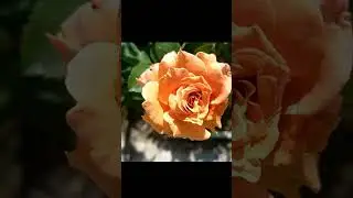Beautiful Roses in my garden #gulab  #shorts #nature #youtubeshorts