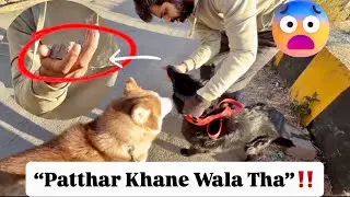 Kaal nahi sudharega 🤦🏻&zwj;♂️| Best breed for first time owners🚨| Dog Owners Vs Dog Parents 🔥 Vlog 18 