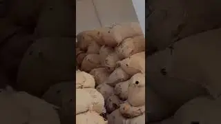 &ldquo;Dry Ginger Loading in Full Swing! 🚜🌾 #MJSExports #SpiceTrade