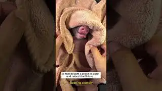 Pig Pet #animals#pet #animalfriendshipgoals#lovestory #love #pets #pig #cute #piglet #piglets