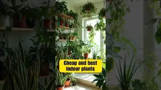 Cheap and best indoor plants by JDHomes#Best agriculture Farmland in Karnataka