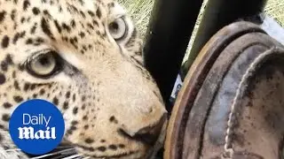 Incredible moment tourist has close encounter with leopard - Daily Mail