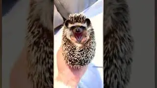 The hedgehog is sleeping.