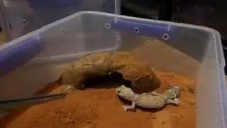 Thick Tail Gecko *Basic Care Guide*