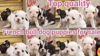French bull dog puppies for sale/8247687126/hyderabad/dog market in hyderabad dog